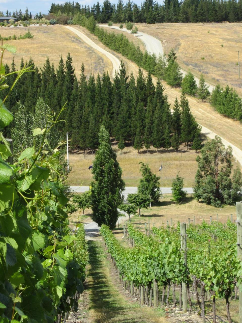 Hawkdun Rise Vineyard & Accommodation Alexandra Extérieur photo